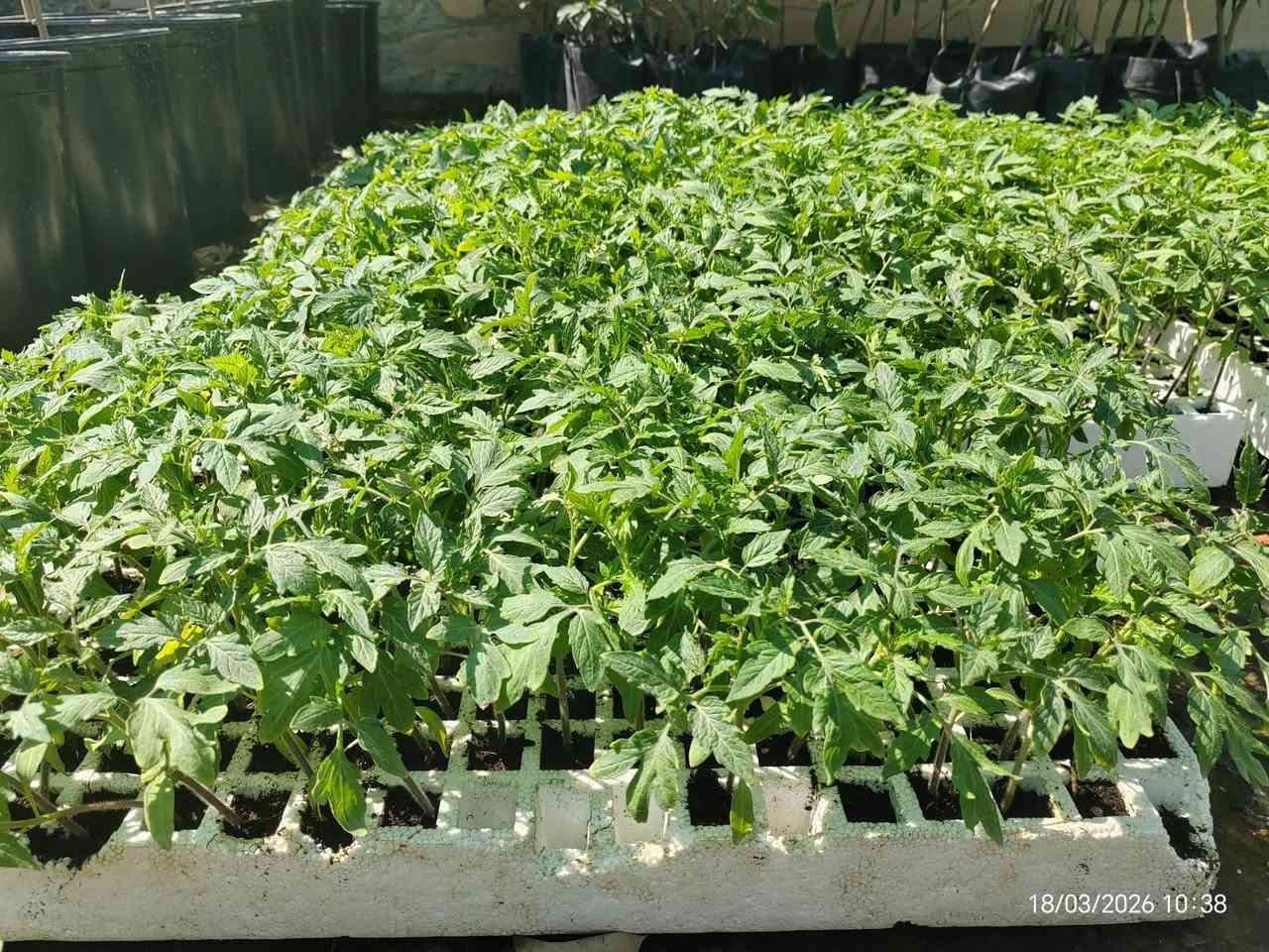 🌿 مشتل عطر الياسمين .. دايات (شتلات) درجة أولى وضمان حقيقي! 🌿
​يا أهل الزراعة، جهزنا لكم أجود أنواع الشتلات القوية والمرباة بعناية لضمان أفضل إنتاج لموسمكم. أصناف مختارة ومكفولة!

​  العرض الأول (فلينة 205 عين)
​مثالية للإنتاج الغزير والقوة:
​فلفل بارد + فلفل حار (حرارة وقوام ممتاز).
​🍅 ​طماطة (صنف قوي ومقاوم).
​باذنجان (أبو الجذع) المعروف بإنتاجه و بجودته.
💰 السعر: 14,000 دينار فقط للفلينة!

​🥒 العرض الذهبي (فلينة 105 عين) - صنف أول
​أصناف مشروطة ومميزة جداً:
​بامية درجة أولى (شرط وضمان من العقد للقطف). 
​خيار طرعوزي (صنف فاخر وشرط الضمان ).
💰 السعر: 10,000 دينار فقط للفلينة!

​✅ لماذا تختار مشتلنا؟
​جذور قوية وخالية من الأمراض.
​أصناف مجربة ومعروفة بإنتاجيتها العالية.
​أسعار تنافسية وتعامل ثقة.

​📍 الموقع: الحساوية - مجاور ملعب الشعب.

⏰ أوقات العمل:
​صباحاً: من 9:00 إلى 12:00.
​عصراً: من 3:00 إلى صلاة المغرب.

​📞 للتواصل والحجز:
***********
***********
👤 بإدارة: محمد عماد
​الكمية محدودة.. بادر بالحجز واضمن نجاح زراعتك!
