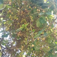 بمبر سيارة • صدام سيارة • قطع غيار سيارات • بمبر • صدام • مجاني • للثو...