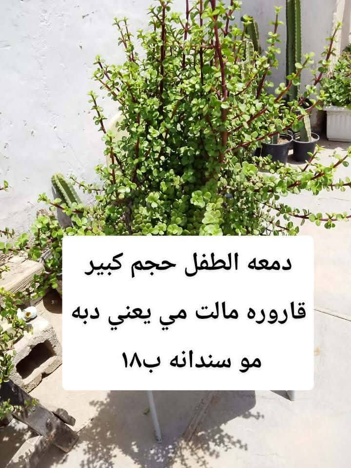 السلام عليكم زبائن الكرام رجعت اتوفرت دمعه الطفل حجم كبير قاروره مالت مي يعني دبه مو سندانه متدليه ب18 وبعض النباتات الخارجيه يوجد توصيل داخل بغداد بعض المناطق ،🍀☘️🚘🍀☘️🌿🌺🌱🍀🚘☘️☘️☘️


**إذا كنت صاحب هذا الإعلان وتريد حذفه لأي سبب، رجاءا أرسل رسالة إلى الدعم الفني**