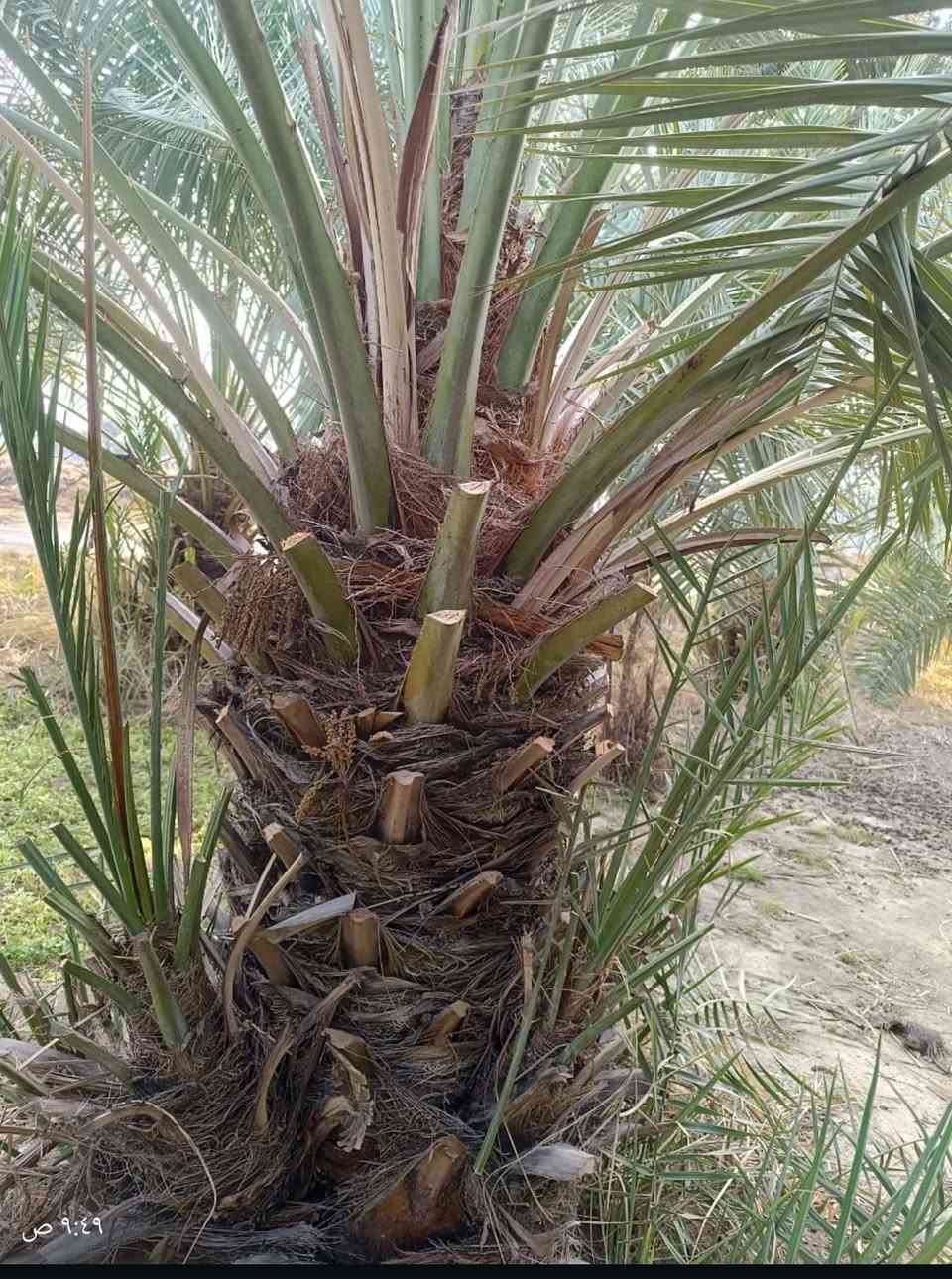 السلام عليكم.. تتوفر امايات جوزي قزمي تباع بلا فسائل


**إذا كنت صاحب هذا الإعلان وتريد حذفه لأي سبب، رجاءا أرسل رسالة إلى الدعم الفني**