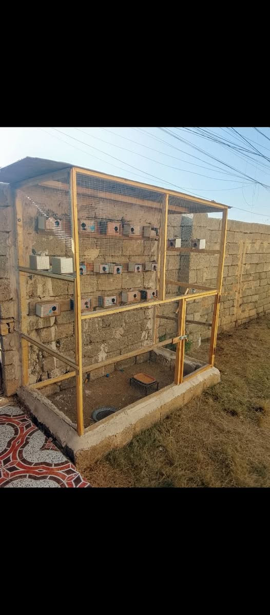 السلام عليكم متاح قفص خشب للبيع 3اوجه ..
سعره 80والشراي بي خير ويدلل 
مكاني تكريت القادسيه 
***********
