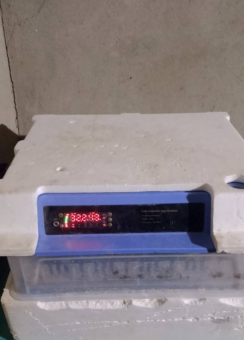 سلاام عليكم فقاصه بيض البيع جديده الله شاهد قبل شهرين مخذه ب150الف بس بعت دجاج وضلت السعر ٩٠وبيه مجال تصل وبدمتك ***********
