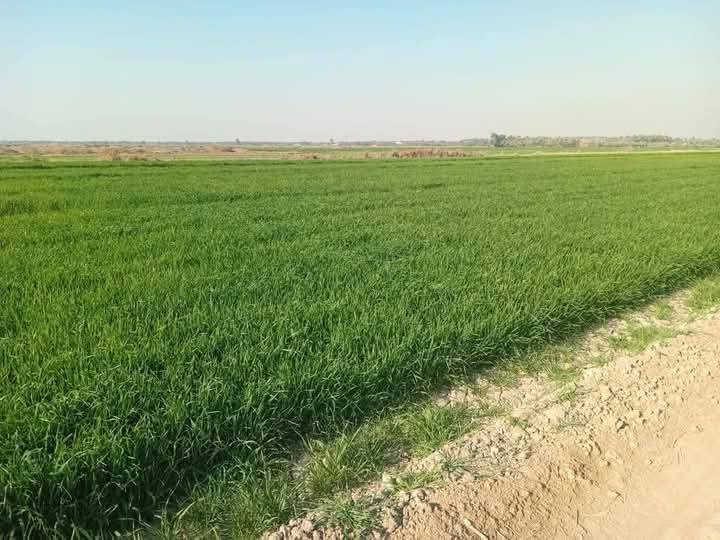 8 دوانم لأصحاب الإمكانية القليله
السعر دونم  8 الواحد قفل

على شارع 10 متر تباع حسب الطلب
تبعد عن السوك وبنات الحسن 12 دقيقه
تاجي سبع البور منطقة الشيخ عامر بلعيساويه
عبور جسر الرعود الجسر الثاني جاهزات من كلشي
تبعد عن سبع البور 15 دقيقه
خدمات كامله كهرباء مدرسه قريبه مي سقي 
وشرط ما تدفع ولا فلس آلة بعد فتح بيان بطابو=*********** يتوفر واتساب
