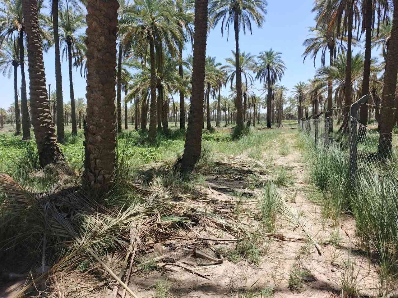 @اسلام عليكم 2دونم طابو زراعي لبيع سند 25 تحويل مباشر الواجه 45متر
مكان الرض الدسميه قريبه من الطبر اطوريج مكان كلش حلو
كل الخدمات متوفره بسعر مناسب استفسار اتصال ع
***********                 ***********
