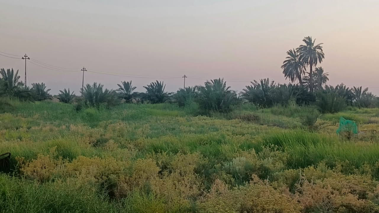 للبيع ارض طابو زراعي تحويل بالاسم 
تحتوي على نخيل وسدر وبعض الأشجار المختلفه 
كذلك تحتوي على حقل لتربية الدواجن او العجول جاهز 
ارض خصبة جداً ينصفها شارع تبليط ويحدها نهر دجله 
المجموع 6 دونم 4 طابو صرف و2  شاطيه 
توجد كهرباء محوله جديده
مدرسة + مركز صحي قريب
تصلح للاستثمار او السكن 
مكانها اكصيبه الثانيه 
سعر الدونم 
35 مليون 
يعني 6*35=210 

***********
