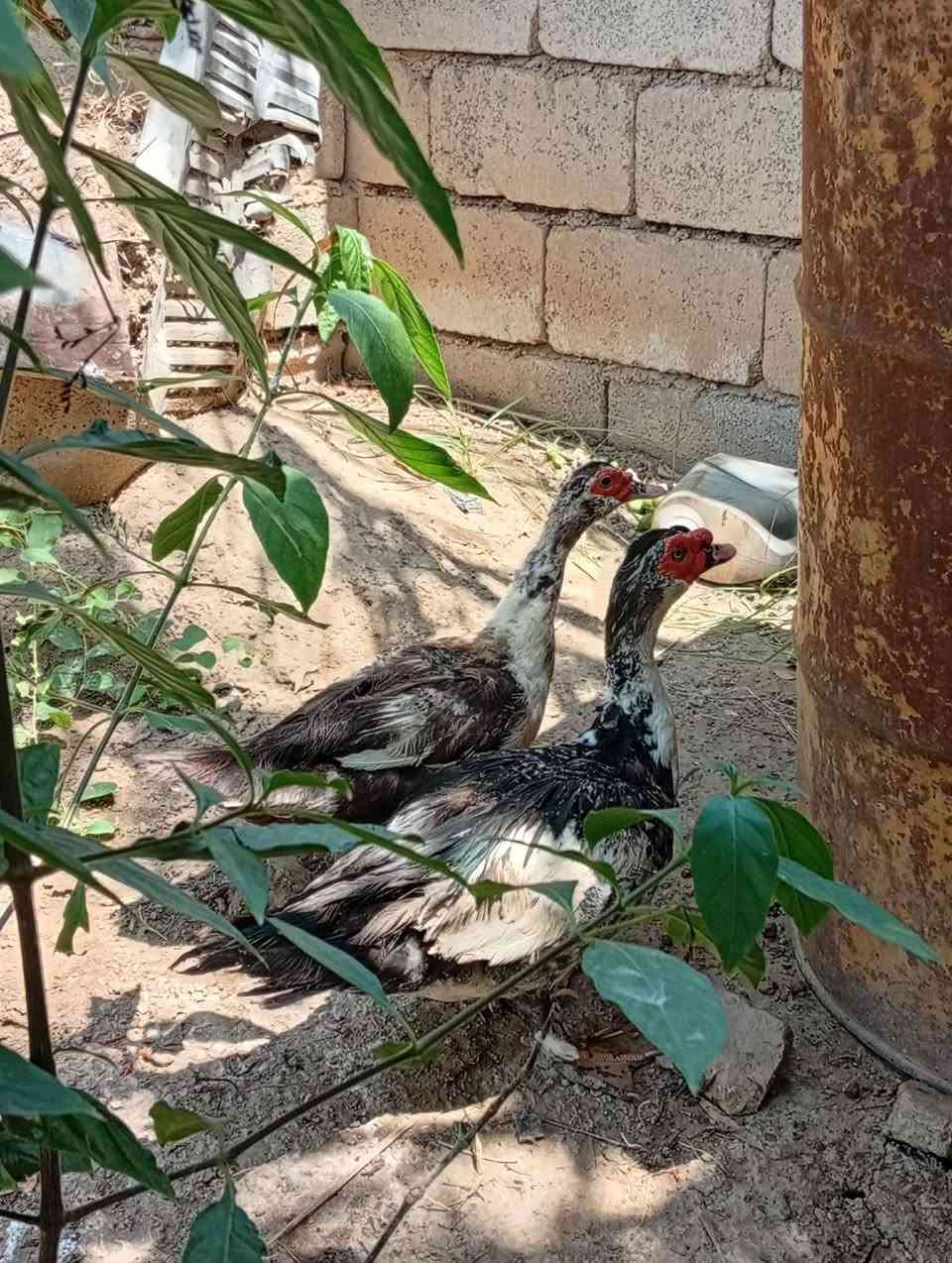 بط مصري نثية وفحل  ثنينهن ب 30 التواصل على الخاص


**إذا كنت صاحب هذا الإعلان وتريد حذفه لأي سبب، رجاءا أرسل رسالة إلى الدعم الفني**
