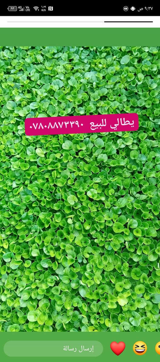 ثيل هندي درجه وله العلم توصيل لجميع المحافظات بسعر مناسب قطعه والون وهاذه رقمي  ‏‪***********‬‏🌴🎋🌲🌳🌱🌿🥀بسم الله الرحمن الرحيم نبدة بصلاتت
علا الي محمد والي محمد 

توفر عدنة حالين توصيل والتجهيز الثيل  الطبيعي 

ويتوفر زراعة الثيل 

حسب الطلب النوع الثيل والكمية 

وليطلب شتلات معة الثيل نوصله ثيل وشتلات 

🌹🥀🌷🌴🪴🌲🌳🌱🌿🌵🍀🌿🪴🌺  

يطلب نوع الثيل ويطلب نوع الشتلات نوصلة 

التوصيل للكل محافضات القراق 

ممن خلال اتصالكم علة شركة 

مزارع ديالى الطبيعي

زراعة اماكم جزرات وصطية متنزهات بيوت ملاعب 

حداءق عام
