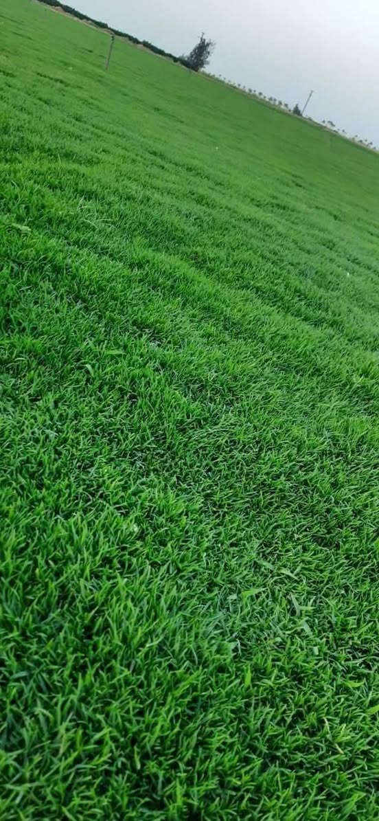 يوجد لدينا كافه انواع الثيل الطبيعي
🎄هندي🎄 
🎋فرنسي🎋 
🎄إيطالي 🎄
🎍إنكليزي🎍 
🎄أمريكي🎋 

انتاج خاص بمزارعنا
حيث الجودة والسعر المناسب 

☘ثيل طبيعي نوعية ممتازة🍀 مناسب للاستخدام في ( المنازل🌳_ الحدائق🌳_ الملاعب🌳_ الدوائر🌿) 

#انتاج_خاص #شكل_مثالي  #سعر_تنافسي

✨ سعر المتر يختلف للكميات ✨

يوجد خدمة توصيل لجميع محافظات العراق 
ملاحظة : التوصيل مجاني ❤️

- تتوفر لدنيا كل انواع الثيل وباسعار تنافسية

للحجز والاستفسار يرجى الاتصال على الرقم ادناه 
***********                     
تحياتي للجميع
