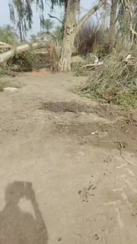 07766307144 قطع اشجار بغداد