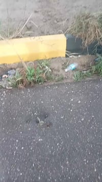 زراعي • ٣٠٠م • قريب الجسر المعلق