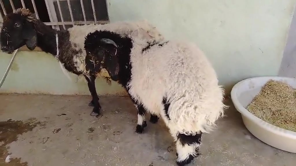 نعجه وراها طلي بگدها سن وشطر نصاح على كل عيب سعرها 525 وبيها مجال ..مكانها الكرابلة 
الشراي يتصل على الرقم .. ***********..الرقم عليه واتس للي ماعنده رصيد
