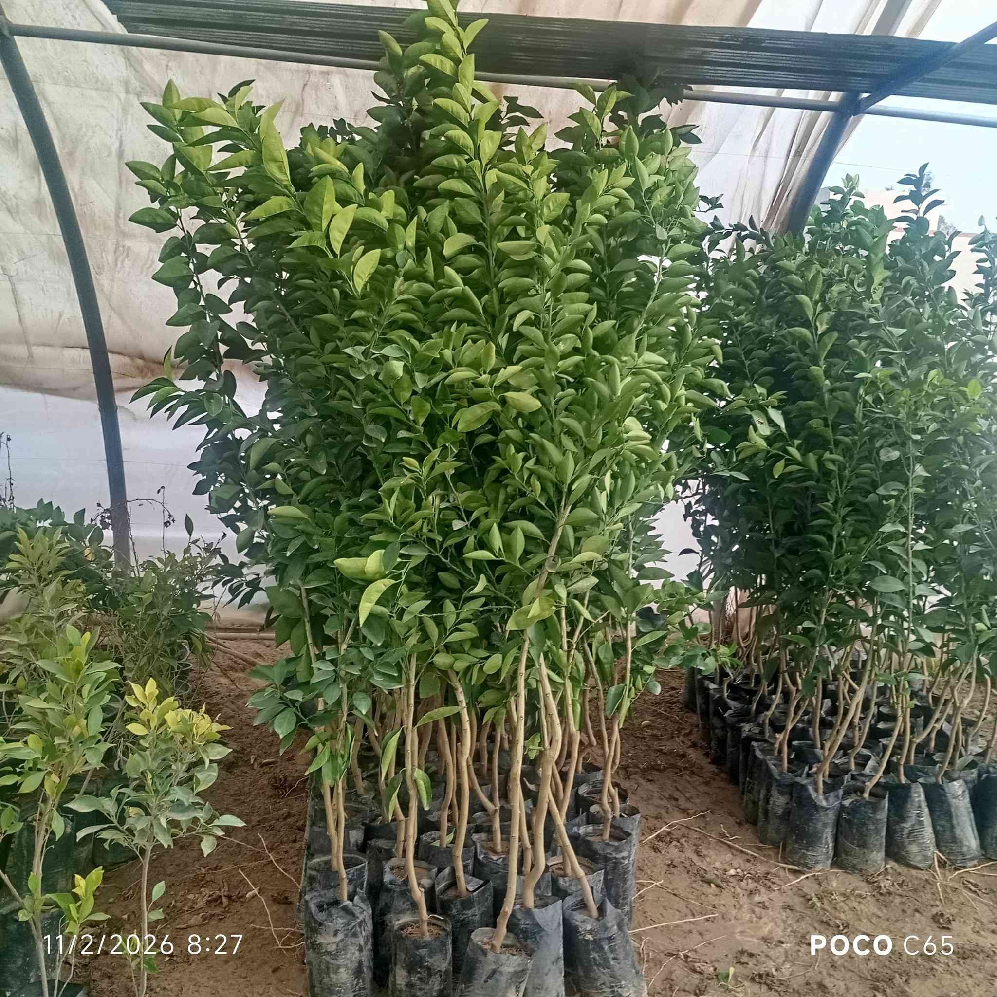 على بركة الله تعالى ✨🌿
تم وصول وجبة من الثيل الهندي الدرجة الأولى 🏞️☘️🍀
 ومجموعه من الحمضيات واوراد الزينه🌿🌳✨
 عنوان المشتل قضاء بلد شارع الامام السيد محمد ع يوجد توصيل داخل قضاء بلد 
للاستفسار 
***********
***********
