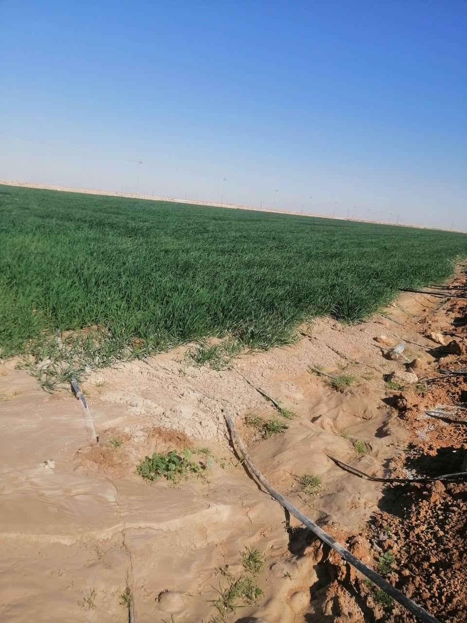 مزرعه للبيع   كامله من كلشي
مزروعه ٨٠ دونم مرش محوري و55 دونم عصفوريات 10 دونم تنقيط  هذه زرعه ٣ غطاسات بيه ٦٠و ٤٠ و٣٠ محوله ام ٢٥٠ مع رافع قدره ابو ٢٥٠  قرب السلحوبيه ٤كيلو عن شارع العام بيه  مع بيت سكن
مع
مرشه ام ٦٠ استلام  تواصل

***********
