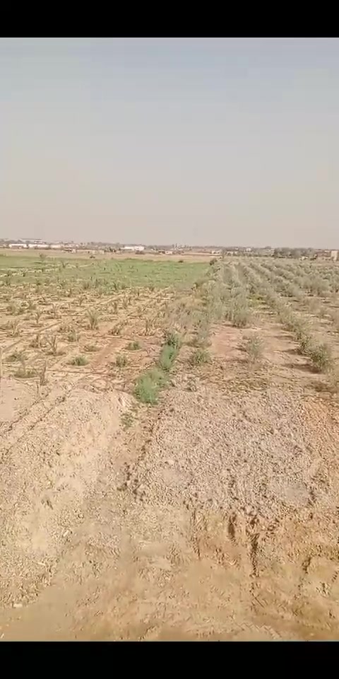 اضخم المزارع النموذجيه الكبيرة 
تابع التفاصيل 
المساحه 20فدان منهم 10فدان زيتون مثمر 
5فدان بلح حياني عمر3سنوات 
5فدان برسيم حجازي 
الري بحاري.  شبكة ري حديث 
2حوض تخزين المياه 
حيازة زراعيه 
2فيلا مفروشه 
مياه الشرب وكهرباء وكاميرات مراقبه 
ابراج حمام.   خلايا ضوئية 
3عنابرمواشي 2عنبر اغنام 
تروسيكل شغال 
2مولد كهرباء 
2ماتورللري 
2ماتور رش مبيدات 
مخازن 
18مكعب مياة سعةالمكعب 2000لتر
عربيه كاروبالحصان 
السعر المطلوب شامل كل شيء 17مليون 
السويس بجوار نفق الشهيد أحمد حمدي 
01279736615


**إذا كنت صاحب هذا الإعلان وتريد حذفه لأي سبب، رجاءا أرسل رسالة إلى الدعم الفني**