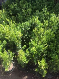 ورود خارجية • ظليات هولندية • مشتل الحاج يونس