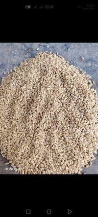 حنطة بثور • بنت المغلف • بابل الكفل