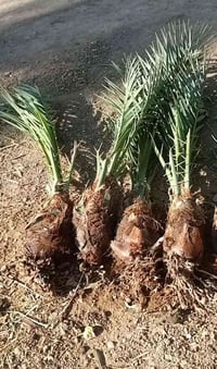 فسائل برحي • ٤ قطع • كربلاء