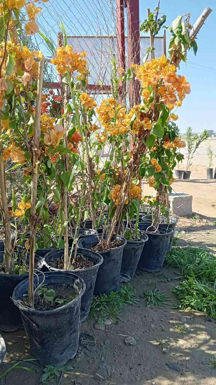 السلام عليكم ورحمة الله وبركاتة
تم وصول وجبه جديده 

جهنمي 

والثويه الاجنبيه كبير وصغير

ورد موسمي 

والنبك التفاحي البصراوي 

بسعار مناسبه 

العنون قضاء الشرقاط السكنيه مقابيل قاعه دريم ستي 

للستفسار اتصل عله هاذه الرقم ***********

الخاص مفتوح
