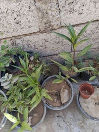 صبار الطوبه • بتونيا الصحراء • توصيل محافظات