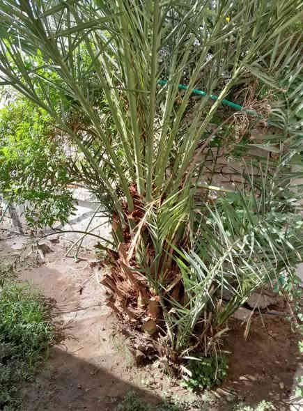 مجانا تعال واخذها _ ومااعرف نوعها.
