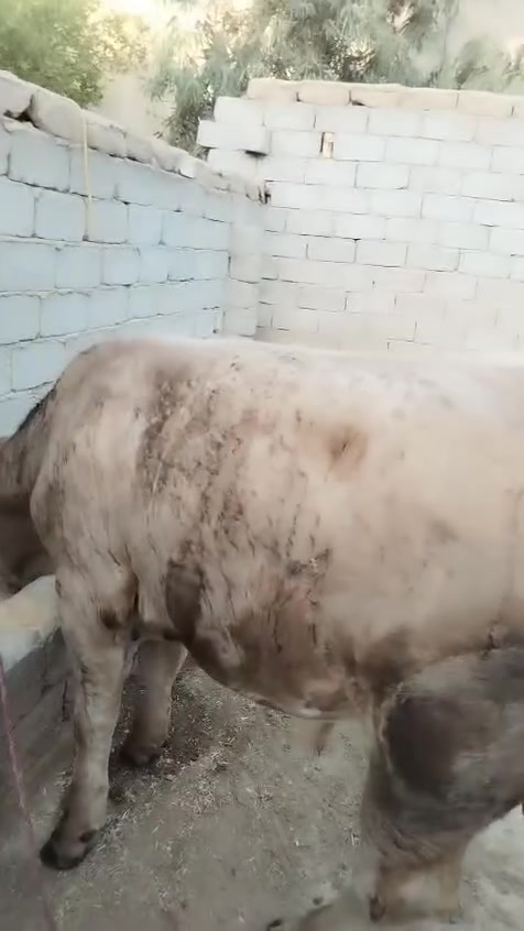 يا الله على بركه الله اللهم صل على محمد وال محمد كصابه بأجر يوم الجمعة المصادف 10 بشهر لحم عجل عراقي بذمه لحمه ترفه الكيلو ب 14 حياكم الله وكل الهلا بيكم جزارة بركات الساقي 
***********
***********
***********
