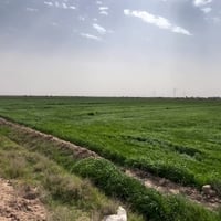 البسروكيه واسط • ٢٠ دونم • ماء شتاء وصيف