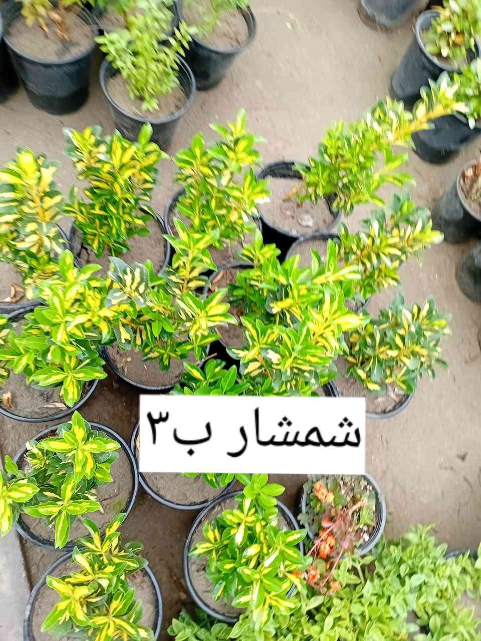 مشتل جنى على شارع العام مقابل جامعه الكوت ويوجد لدينا خدمة توصيل


**إذا كنت صاحب هذا الإعلان وتريد حذفه لأي سبب، رجاءا أرسل رسالة إلى الدعم الفني**