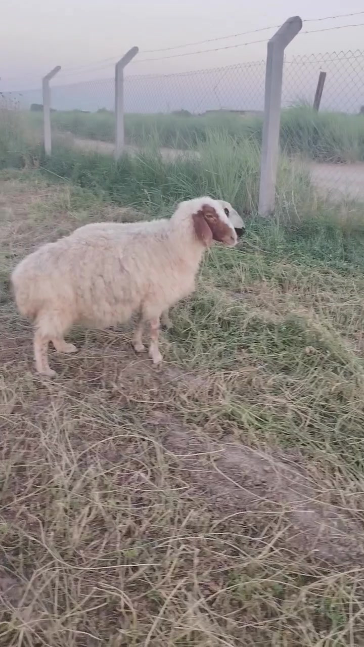 للبيع نعاج ثنين سن وشطر ونصاح نعاج البرشه عشره فوك الشهرين شكره حانيه صار شهر  سعرهن ٦٥٠ بيهن مجال شويه مكان الانبار الحبانيه كولكم ***********
