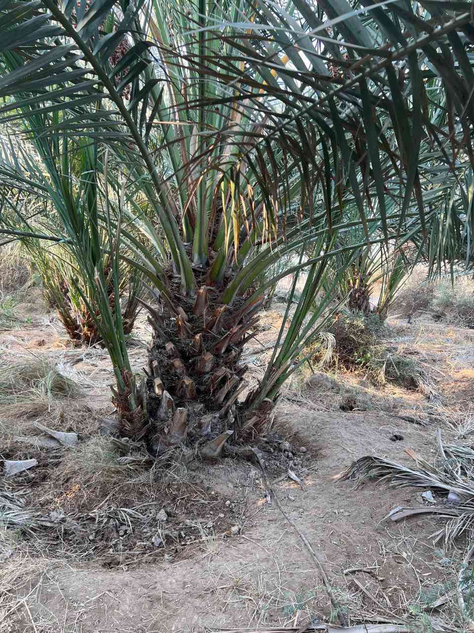 بسم الله الرحمن الرحيم
تتوفر لدينا نخيل امهات وكعيديات برحي للبيع تحت كل نخلة من ٢ الى ٤ فسائل
للاستفسار الاتصال على الرقم ‏‪0783 499 4275‬‏ البصرة- السيبة
