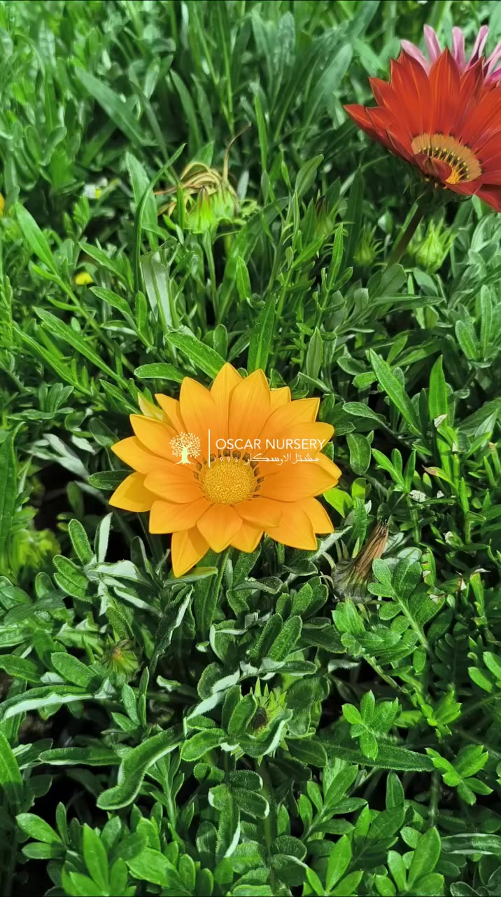 📍 زورونا في موقعنا:
مشتل الأوسكار – حي الحنانة – شارع نجف _ كوفة
(مقابل غرفة تجارة النجف و فريندز كافيه ومطعم شريف– مجاور متنزه الحنانة العائلي)

🕗 أوقات الدوام:
من 8:30 صباحاً إلى 8:00 مساءً

📞 للطلب والاستفسار:
*********** – ***********
(اتصال / واتساب / مراسلة عبر فيسبوك)
 متوفر دفع  زين  كاش ومتوفر ماستر 
🚗 يتوفر توصيل داخل النجف
موجودين في تطبيق توترز لبعض المواد الزراعية 
أهلاً وسهلاً بكم دائماً في مشتل الأوسكار 🌹🌹🌹 

#ايران #نجف #iraq #white
