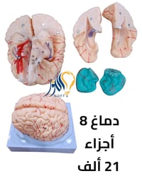 مجسمات • ألعاب ذكاء • توصيل العراق
