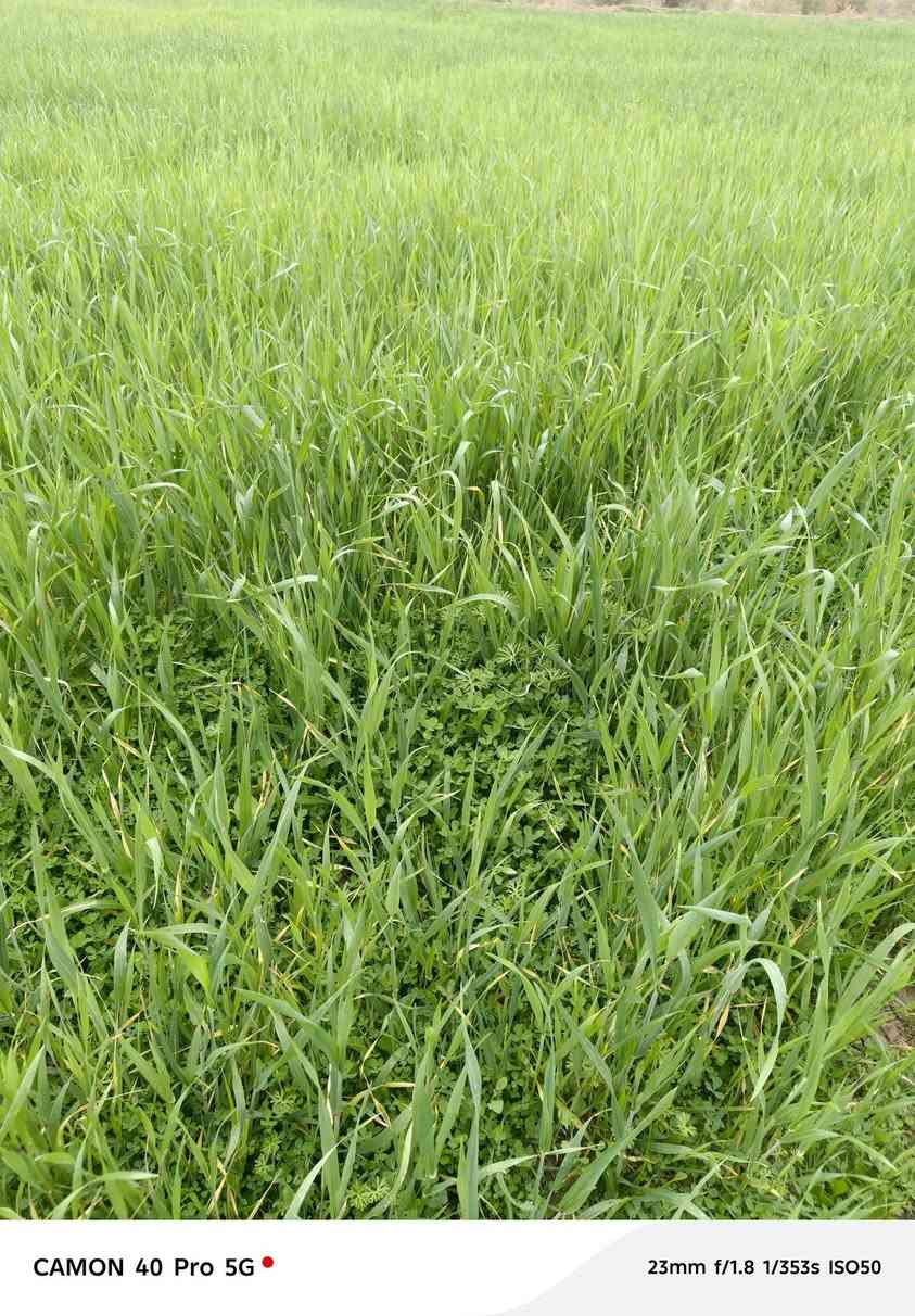 السلام عليكم جاير 22دونم الأحرار صدر حوار اتصل ***********
