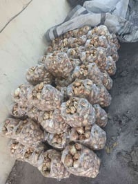 بصل • ١٠٠ علاكه • تكريت