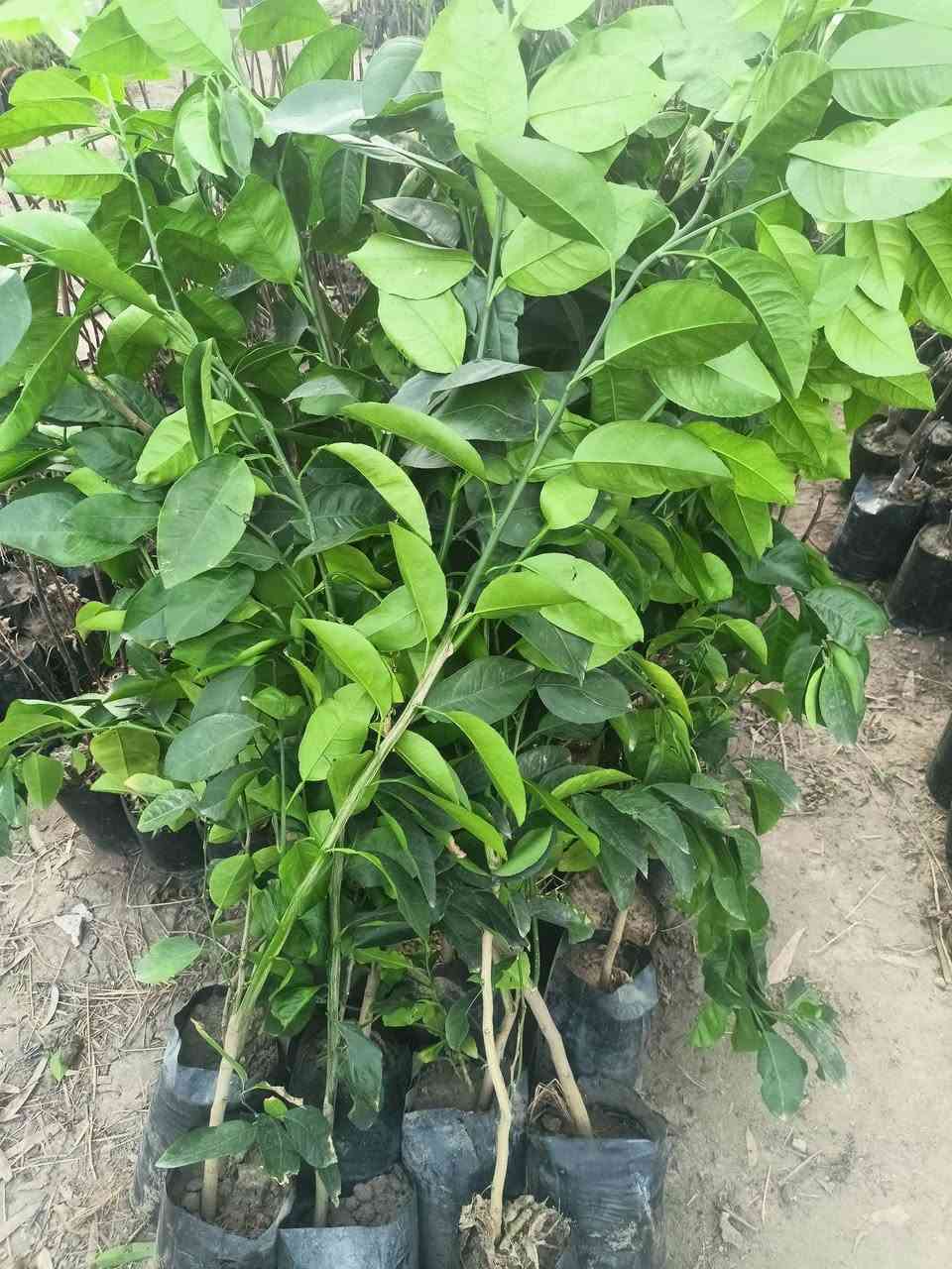 مشتل رسول الزراعي الإنتاج كافة انواع الاشجار الزينه والمثمره 
العنوان بابل مشروع المسيب شارع ابو لجاسم نهايته قرب التفصيخ للسيارات القديمه مشتل رسول الزراعي 
اسعار مناسبه جدا 
الاستفسار الاتصال بناء ***********
