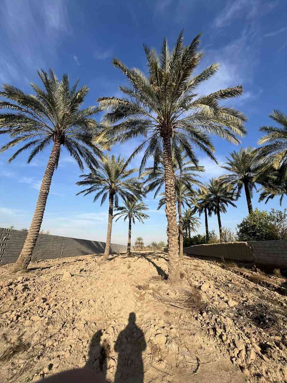 السلام عليكم ارض للبيع المساحة دونم واحد زراعي سند 25 واجهة الأرض 21متر العنوان /مدخل اثنين  للاستفسار ***********
