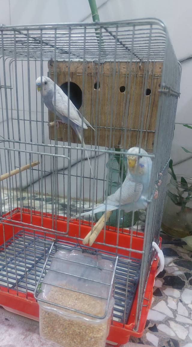 هنه والقفص عمارة, ميسان


**إذا كنت صاحب هذا الإعلان وتريد حذفه لأي سبب، رجاءا أرسل رسالة إلى الدعم الفني**