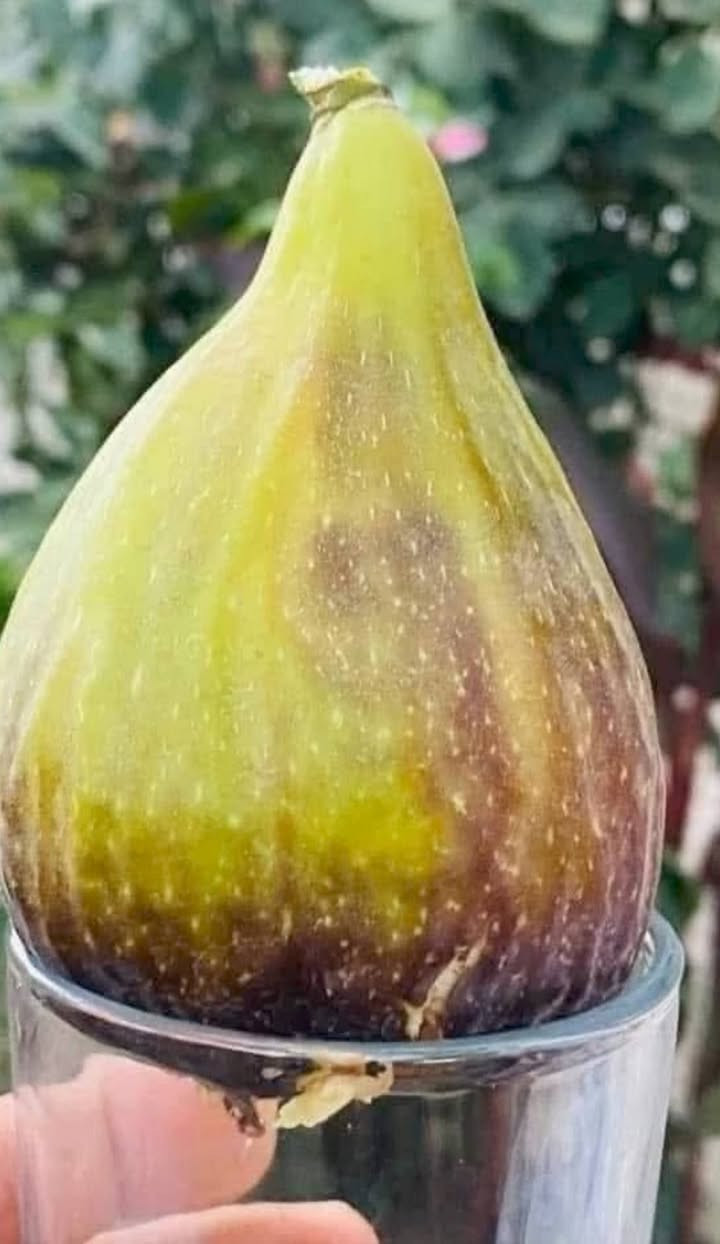 بەشێک لە بەروبومی هەنجیرەکانی مشتل میران سفەیە
بۆ مانگی1️⃣2️⃣ش دارکانی بەردەستن بۆ فرۆشتن انشااڵلە


**إذا كنت صاحب هذا الإعلان وتريد حذفه لأي سبب، رجاءا أرسل رسالة إلى الدعم الفني**