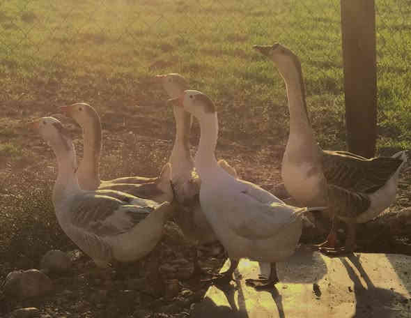 ً
السلام عليكم 
متاح قاز مضرب شامي خشنات 
عدد 5 قازات 
كلهن سمان يرهم ذبح يرهم جنيه 
مكاني قضاء الحمدانيه
السعر خاص او اتصال ***********
