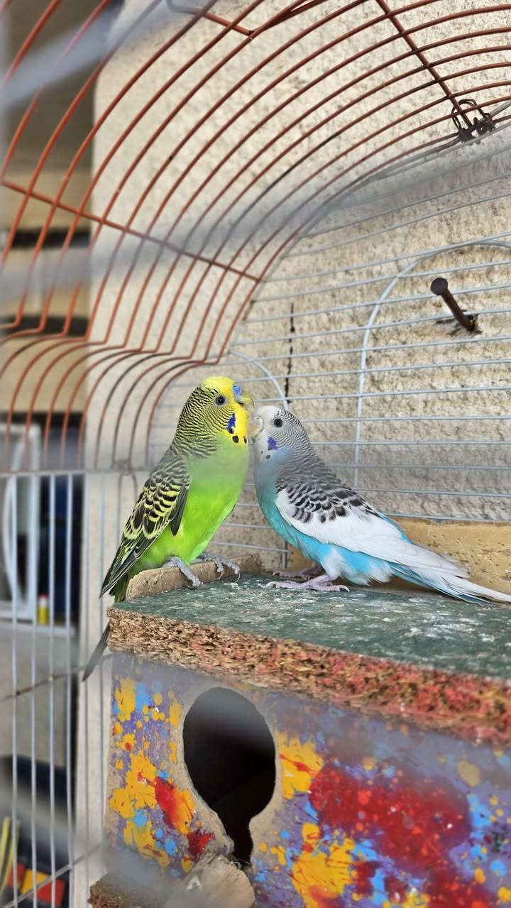 سلام عليكم طيور حب زوج مزاوجات وكاضات حله يردن يبيضن السعر ١٥
مكاني البصره القبله عندي توصيل الساحه سعد
الستفسار ع رقم ***********
