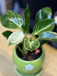 نباتات • زينة • حديقة