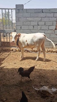 عجل صغير • ذبح السبت ٢٨/٢ • الحي العسكري