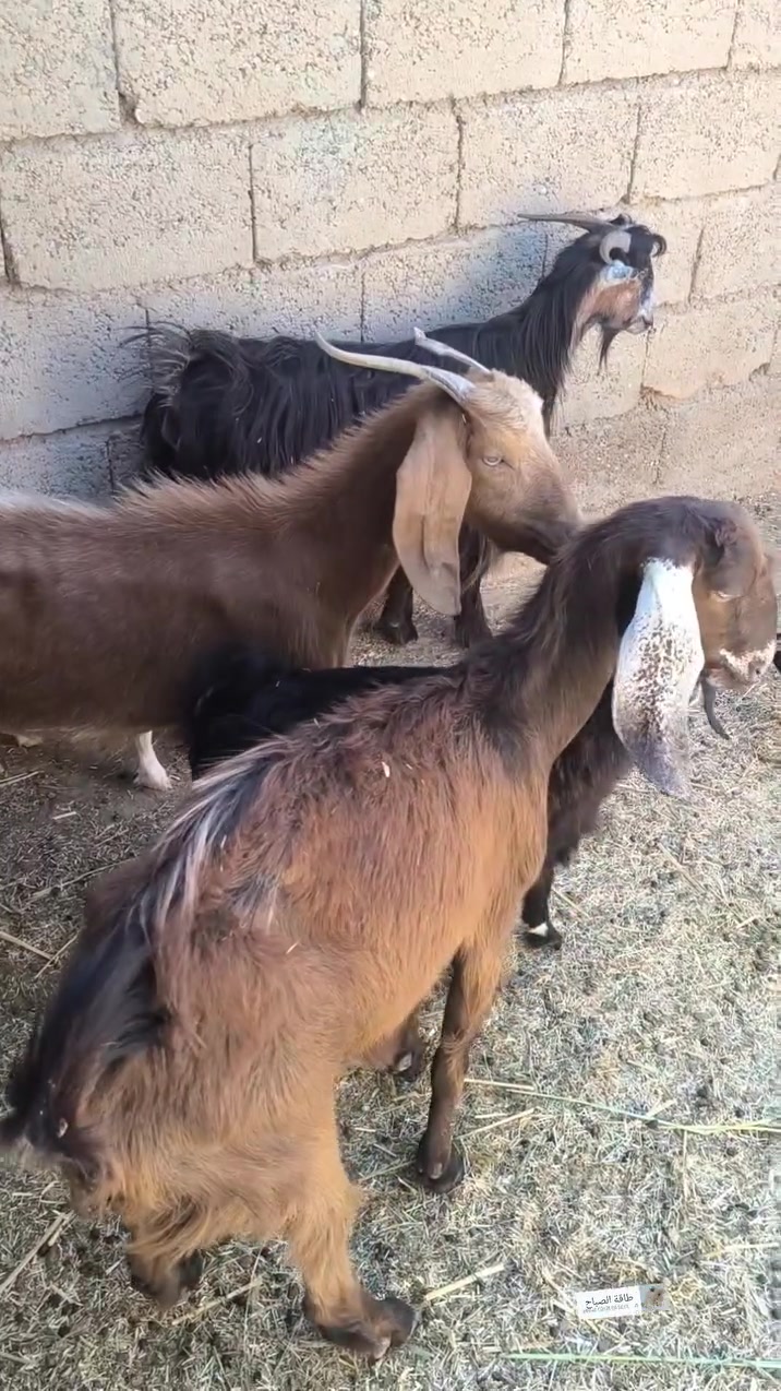 السلام عليكم معز للبيع الحمرة الجرنة جذعة ثاني بطن وراهة توم جدي وصخلة السودة والجمة جذاع لجب توهن مبدلات سنين سنين 
للبيع ويرهم مراوس بحلال 
حلال رقم واحد 
***********
