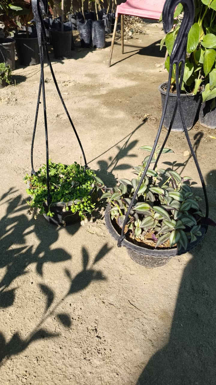 من رخصة الادمن توصيل النباتات مجاني لمناطق واحياء كربلاء
الحجز واتساب ***********
