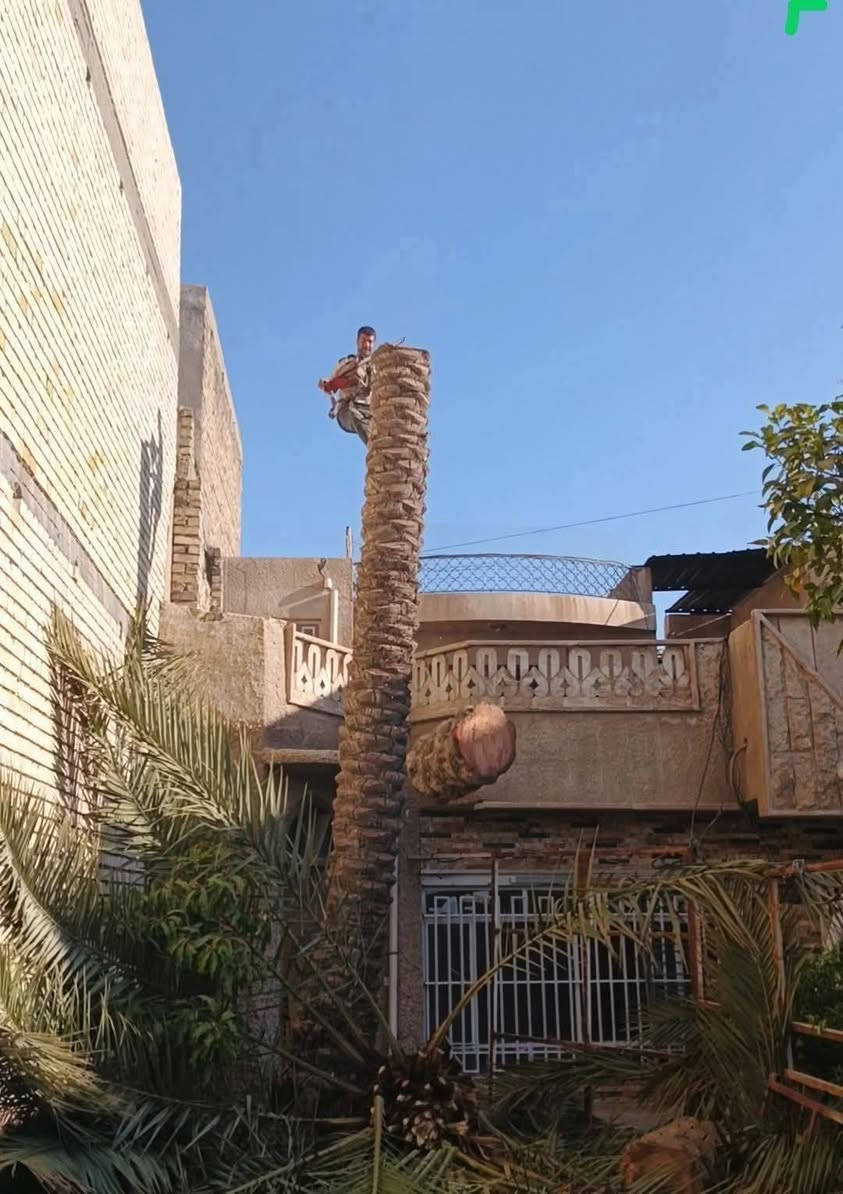 سلام عليكم العنده خشب البيع اخضر او يابس قلم توز غرب مدود فواكه يتصل *********** العنده سجر اكطعه بلجره هم موجود
