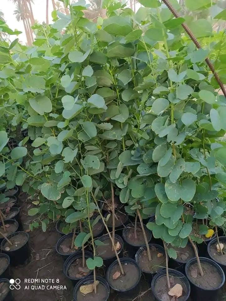 بوهينا أو خف الجمل السعر 8000 ارتفاع مترين سندان 21 جاهز لزراعه العنوان كربلاء قضاء الحسينيه منطقة الابراهيميه ويوجد توصيل جميع مناطق كربلاء ***********
