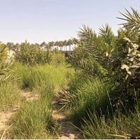 حي العباس • ٦٠٠م • بستان