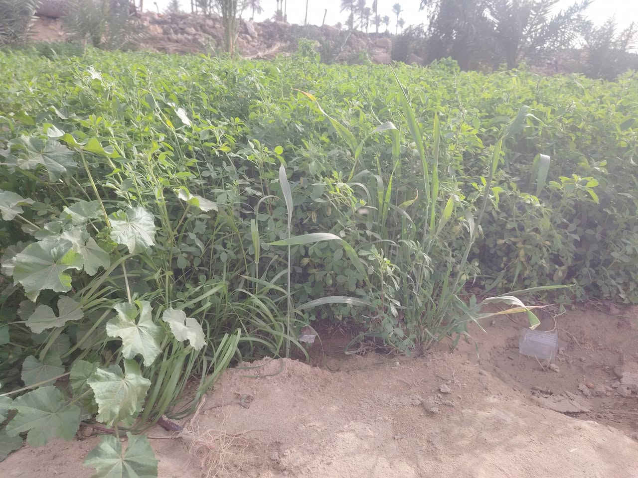 متوفر جت عراقي  للبيع اليفيده يتفضل خاص النجف طريق مظلوم***********
