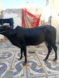 عجول البيع عدد 2 مكان عماره على الحولي قرب محطه محطه بيت حجي مخيلف الس...