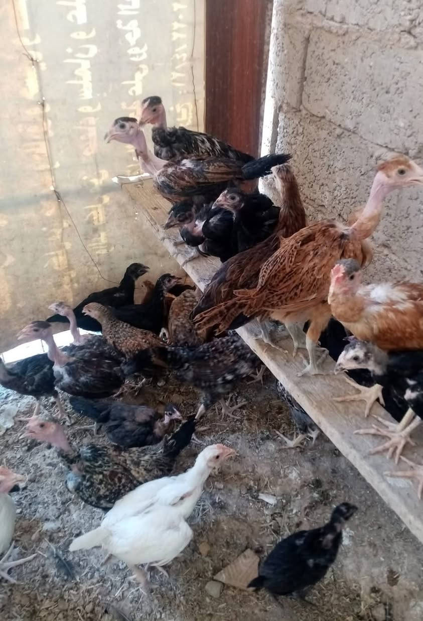 فراريج عرب للبيع ملقحات عدد ٢٤ تك مكاني خالص الرقم ***********  بي واتساب يوجد توصيل حسب الاتفاق
