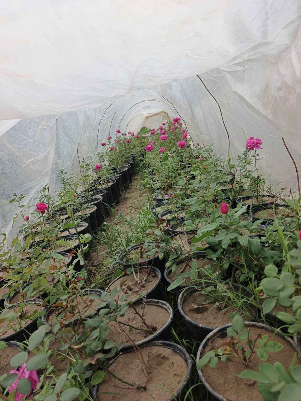 اللهم صلي على محمد وآل محمد
يتوفر جوري سلطاني عطري سعر سندانه 19 الف وربع 
او سندانه 21 اب الف ونص جمله 
العنوان حله طريق الدبله يتوفر خدمة توصيل داخل الحله 
محافظات جمله فقط


**إذا كنت صاحب هذا الإعلان وتريد حذفه لأي سبب، رجاءا أرسل رسالة إلى الدعم الفني**